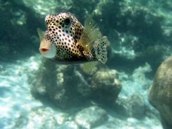Curious little spotted trunkfish kept following me around... by Marcel Consten 